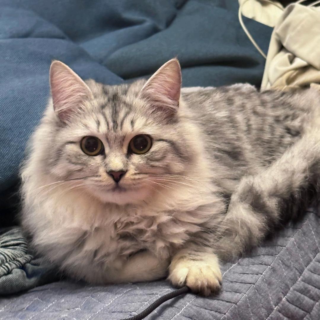 ꧁༺🐱༻꧂
