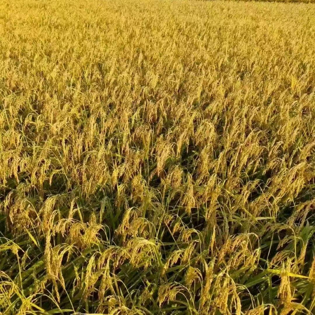 飞哥
