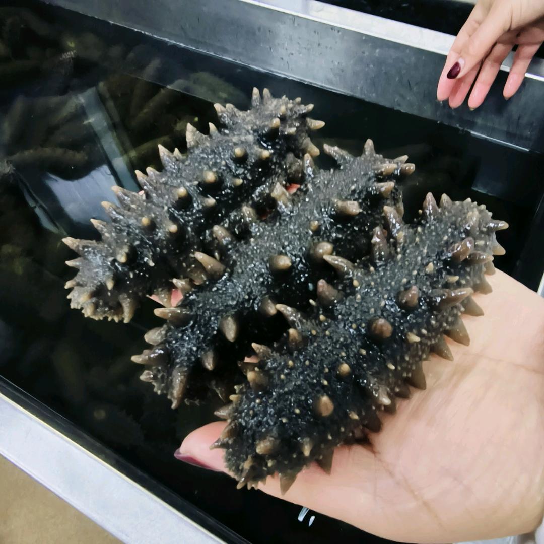 海参六哥