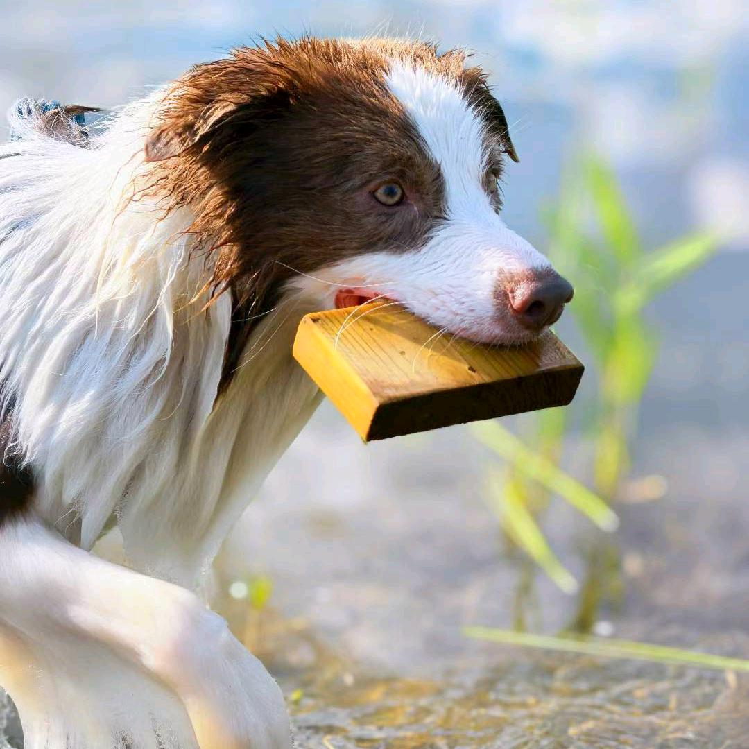 他好像一条狗哎