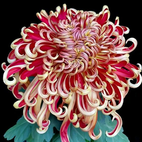 顺欣花卉基地九月大菊