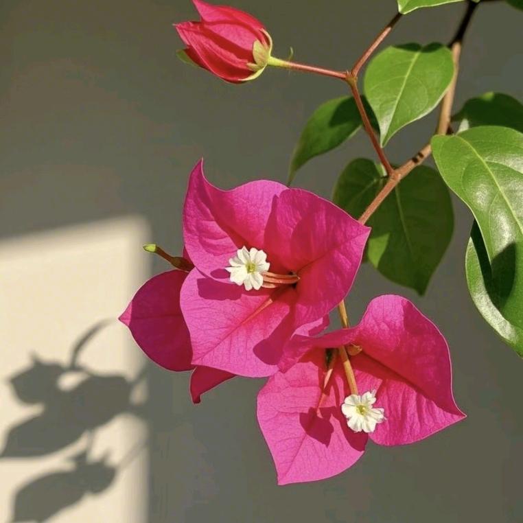 繁花花卉三角梅