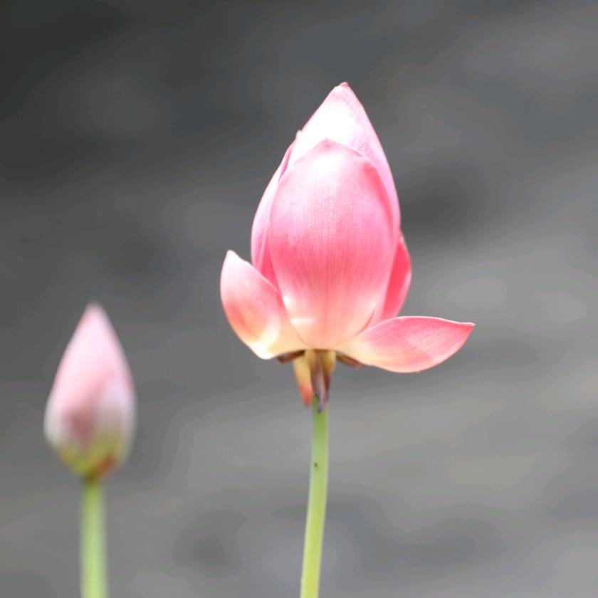 大秦天