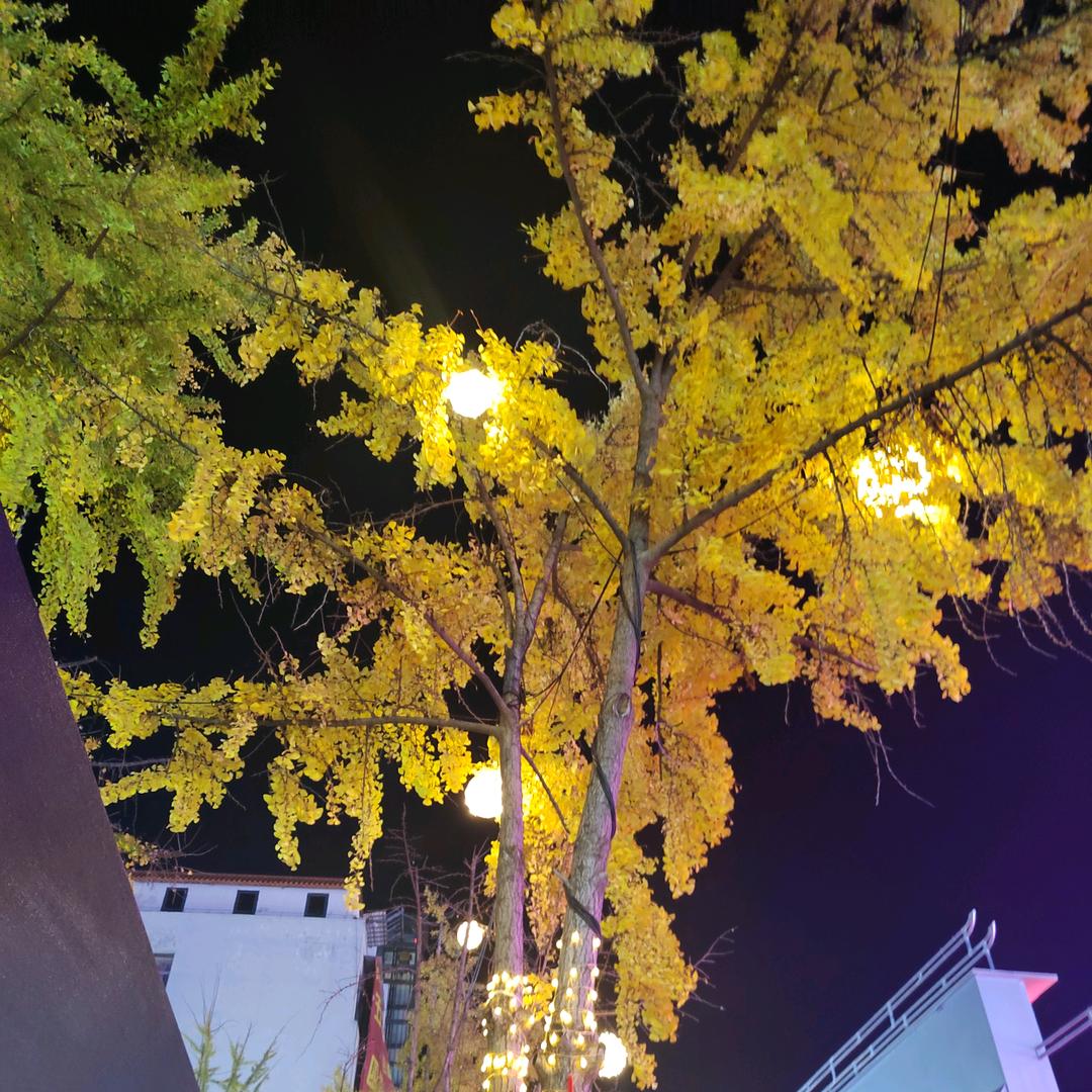 相 思豆