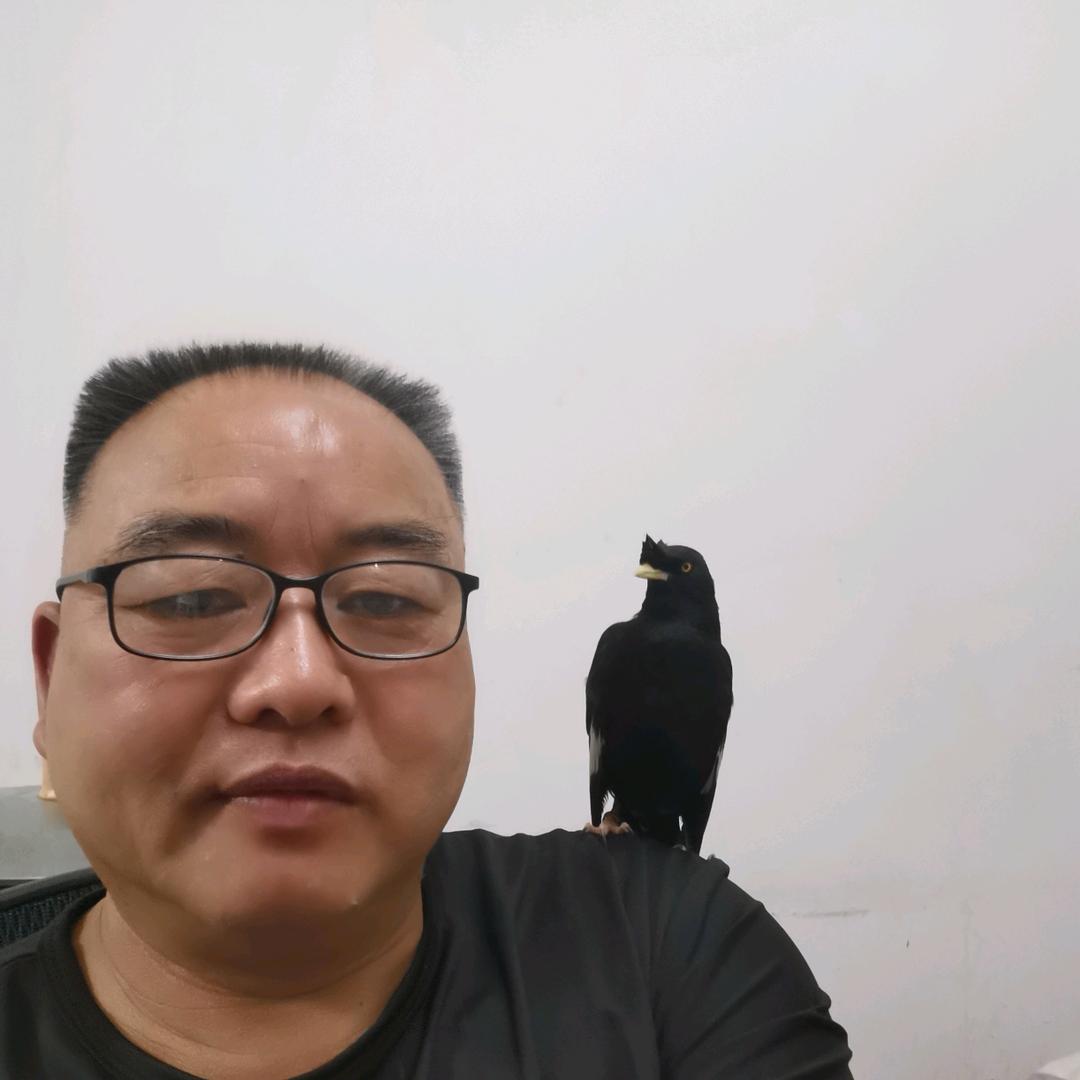 强记八哥