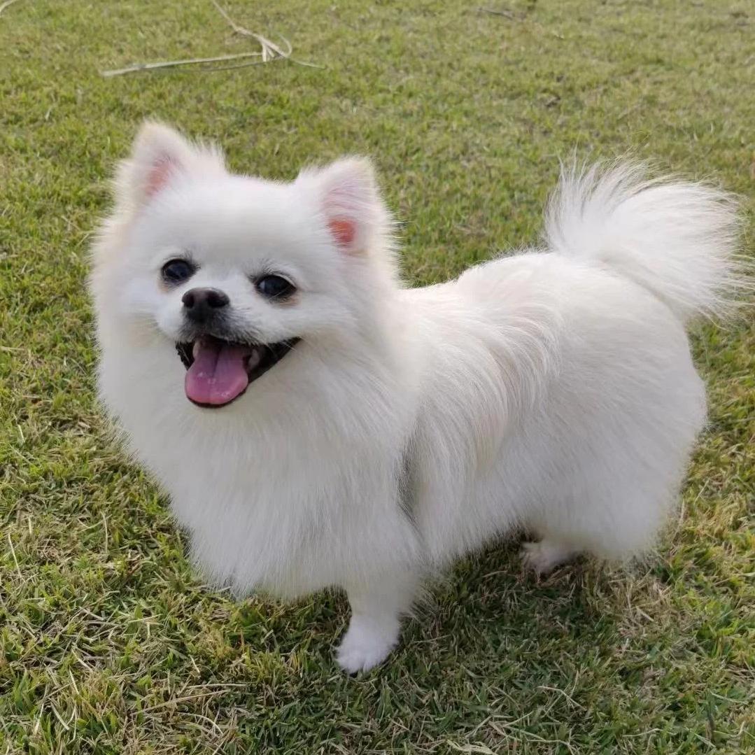 博美