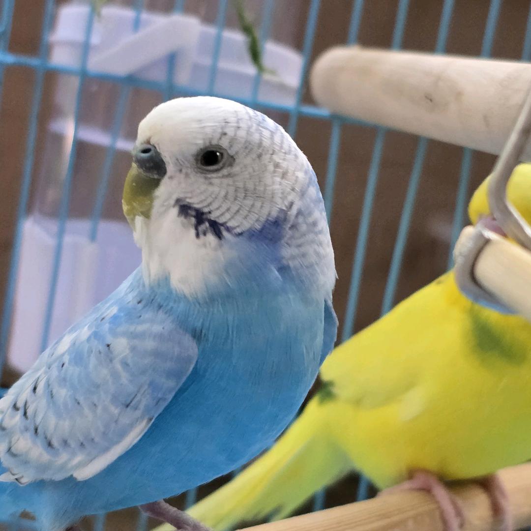 爱发呆的憨包鸟