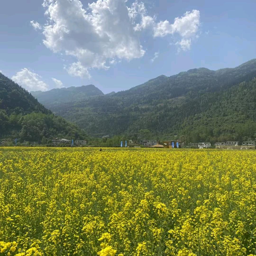 我是一只快乐的蝶儿