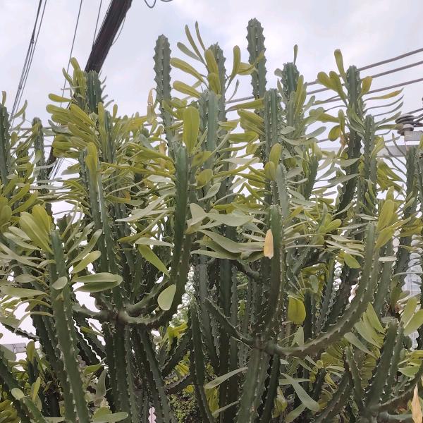 五姐（🌞🌞🌞🌞）