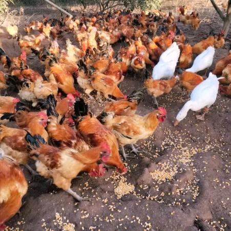 生态养殖溜达鸡