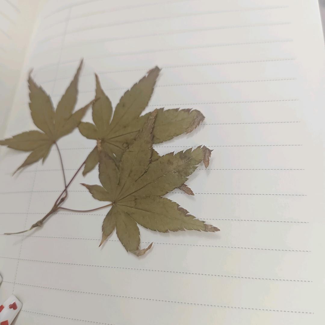 树叶~🍂🍂🍂🍂🍂
