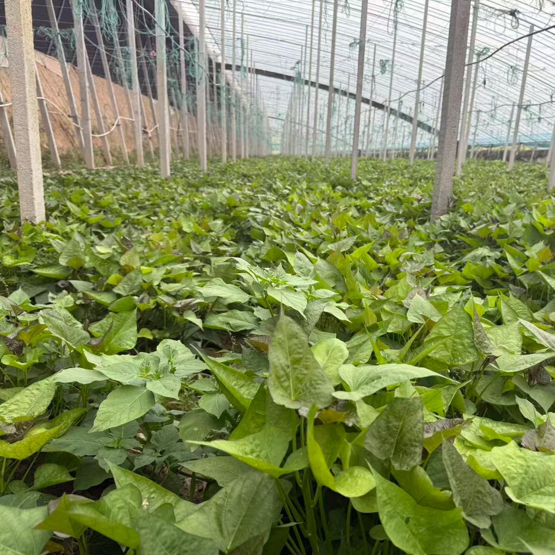 @祥宏农业红薯育苗基地【薯苗—紫苏】