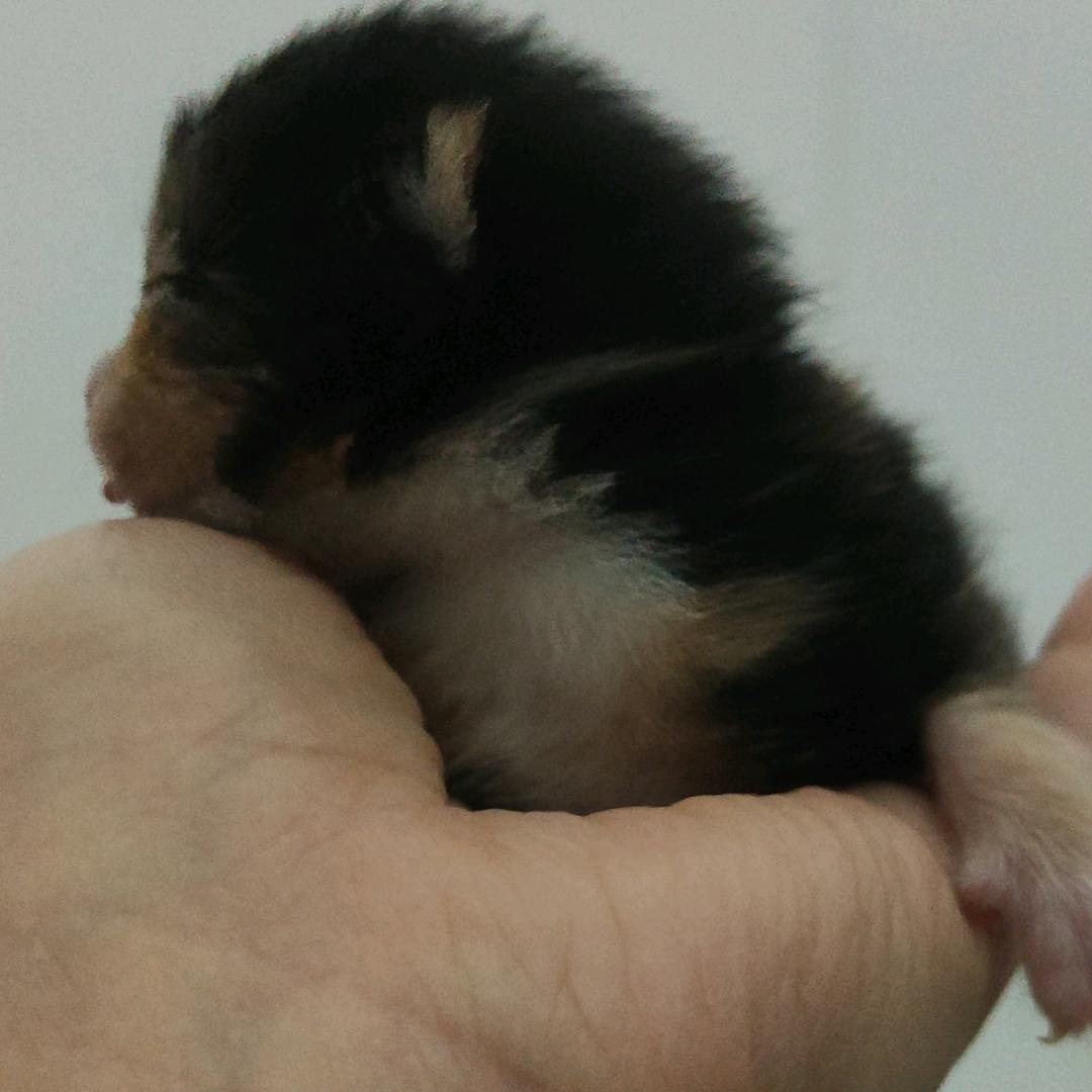 麻花皮儿