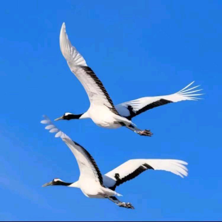 阳光歌