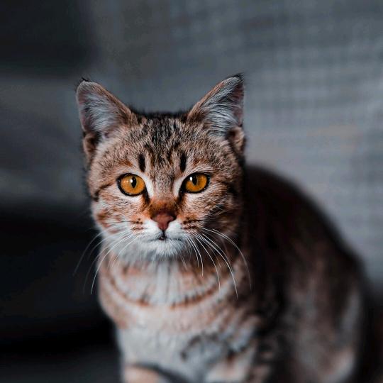 山猫