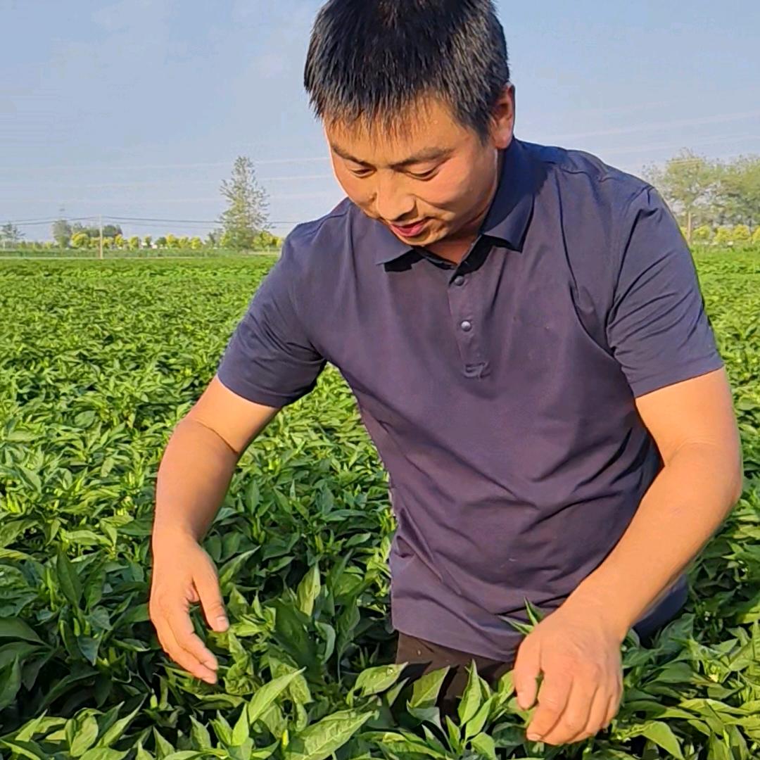襄县杨敏杰