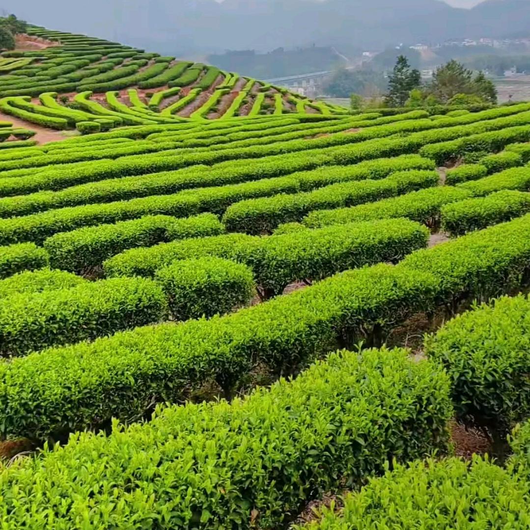 豆豆讲茶树