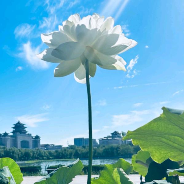 用户我不想努力了