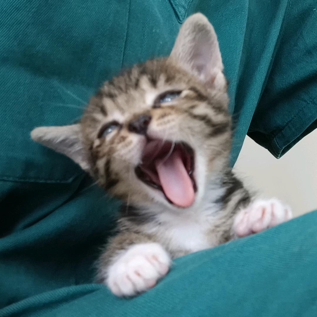 77 29🐾