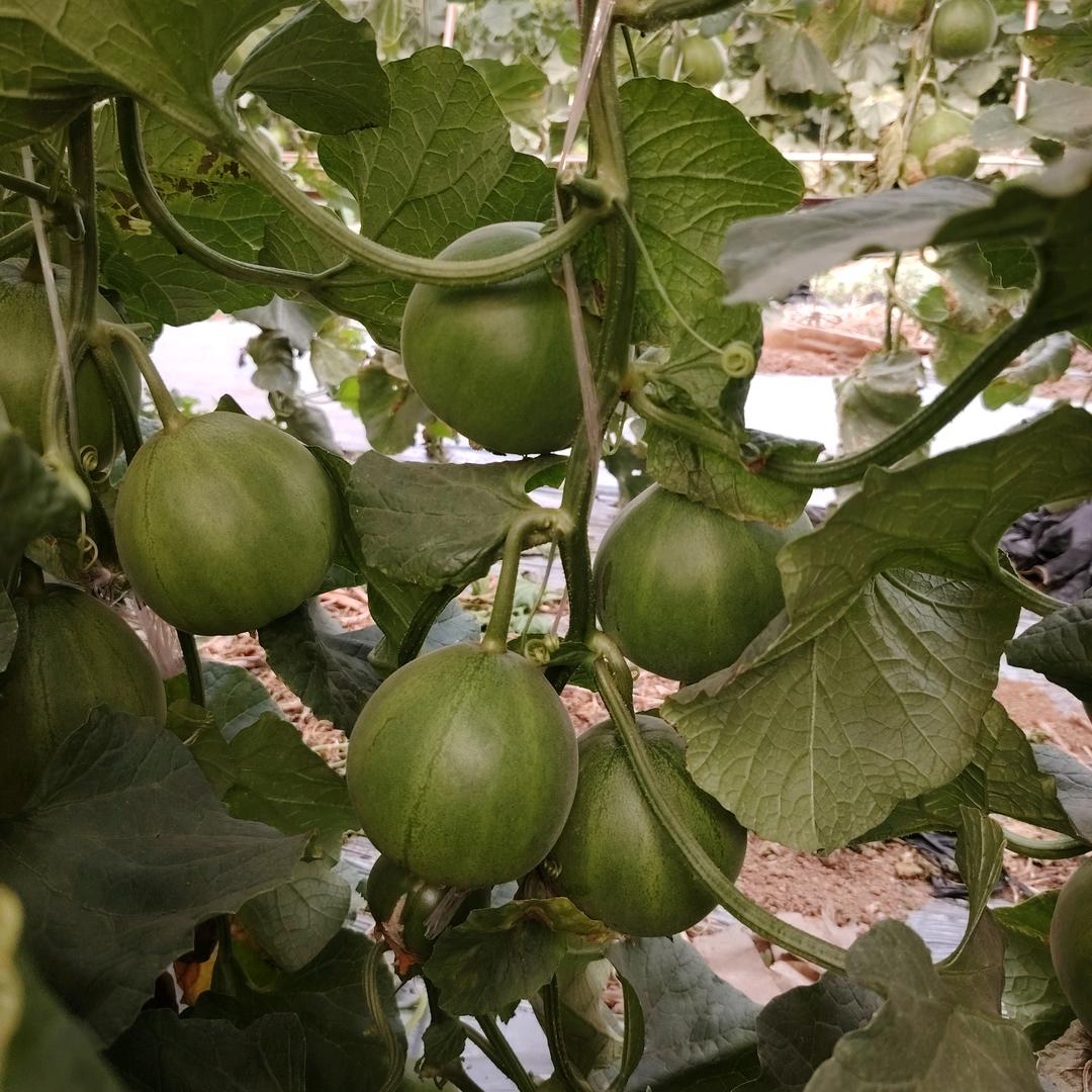 会娟瓜果蔬菜种植批发