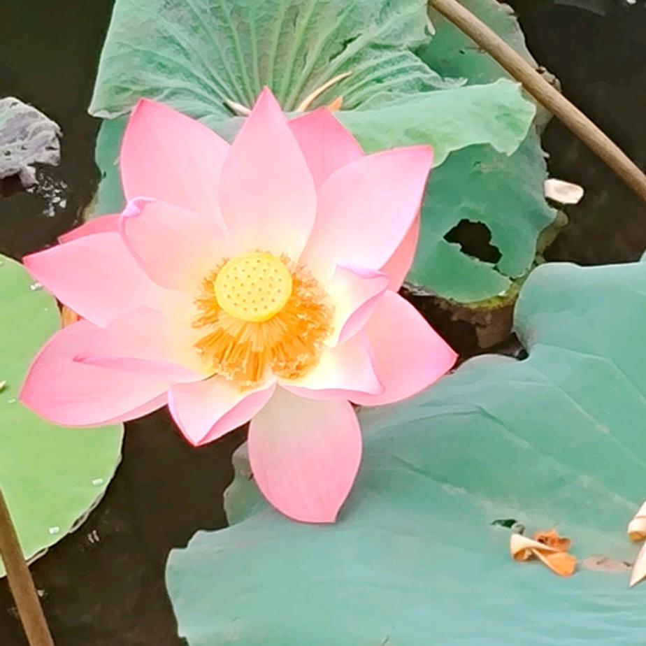 荷花