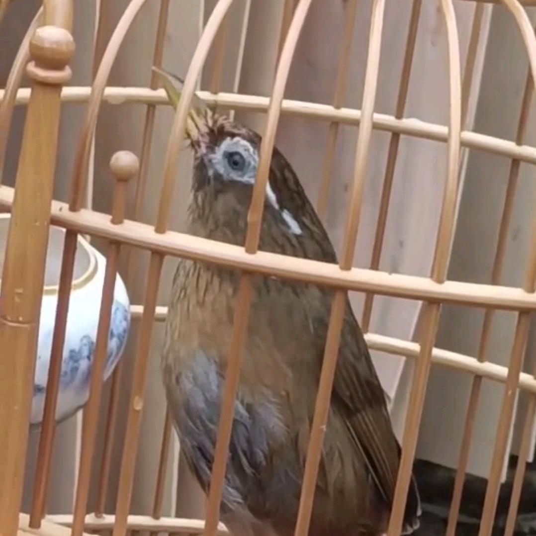 能🦉鸟