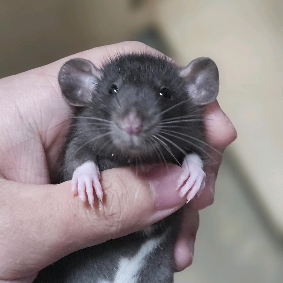 超级无敌噼里啪啦宇宙战神双面龟