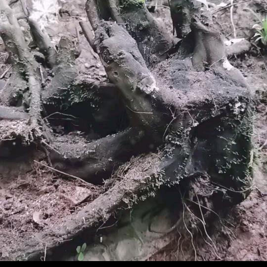 泸州弹庐 劳资蜀道山