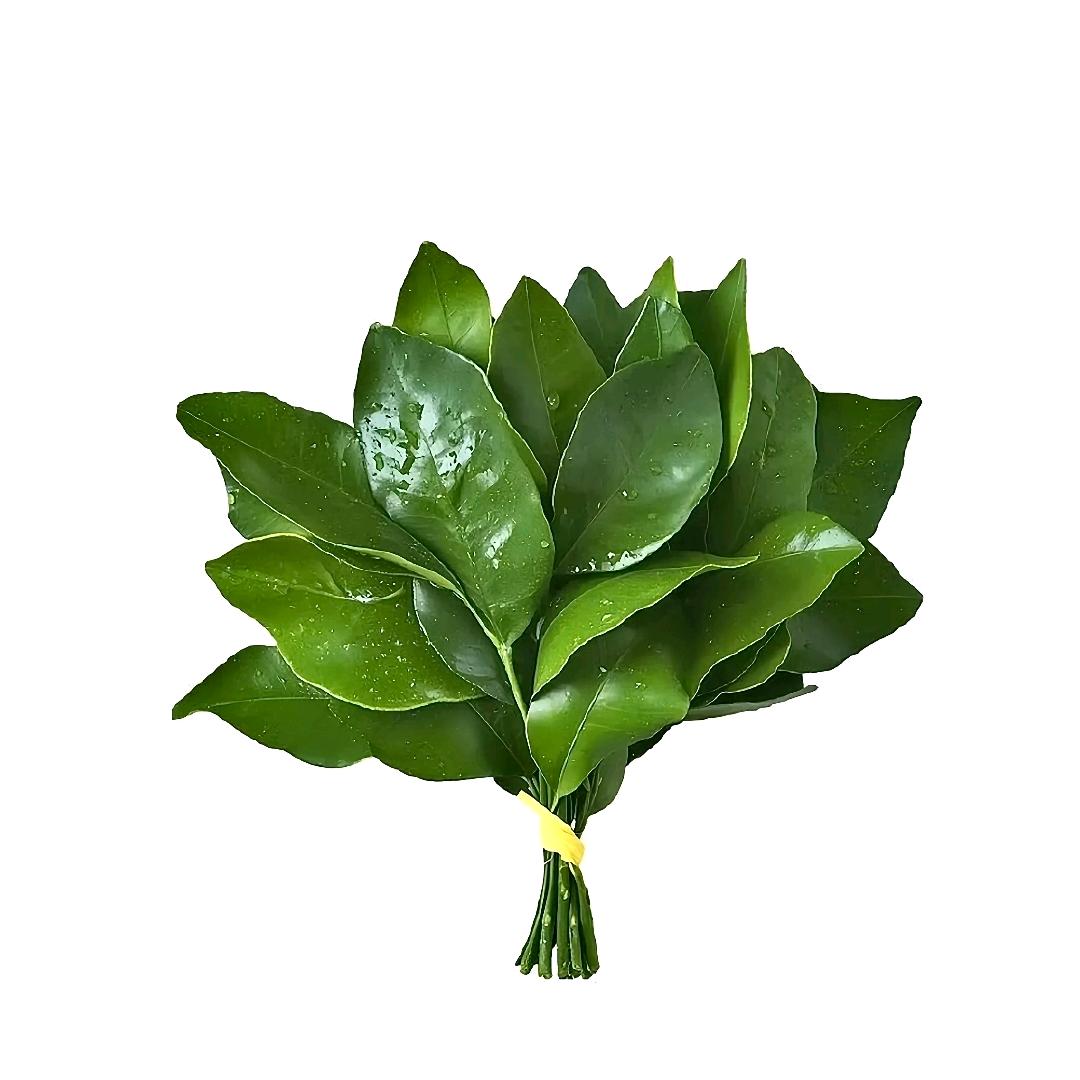 杜幂月