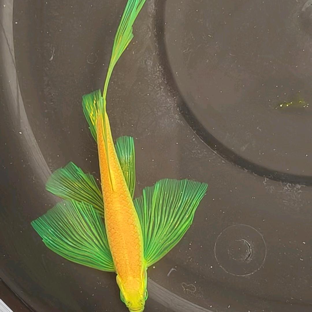 认养一只🐟