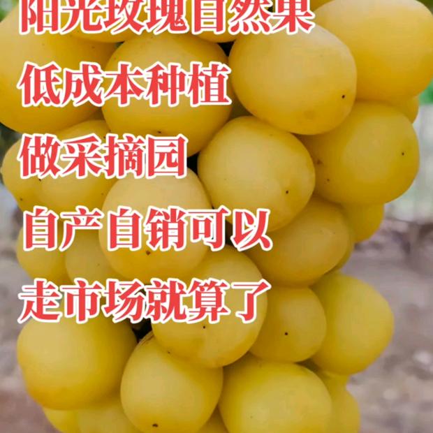 宣威小燕燕🎤
