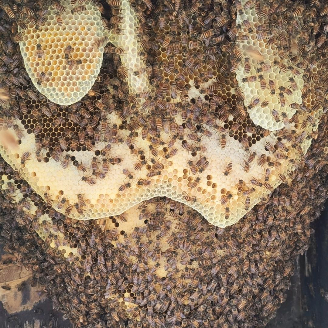 蜂舞人生（有少量土蜂蜜、中蜂出售）