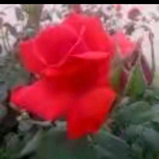 秋天🌹🌹🌹🌺🌺