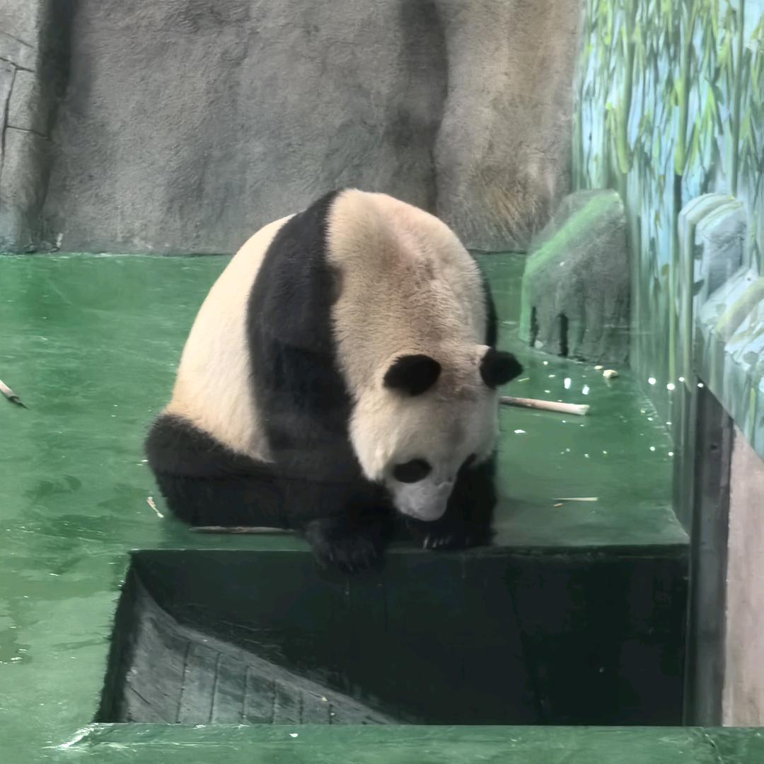职业游戏（翻车）主播