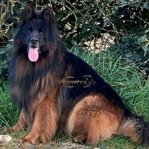 鸿业犬舍🐶06年养狗小伙