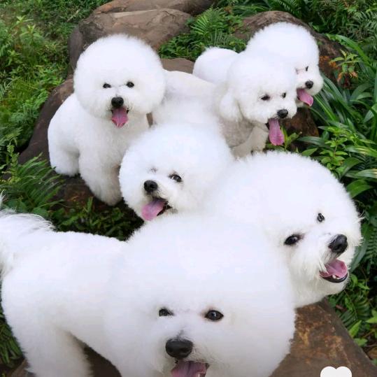 朴不成（钱不够）