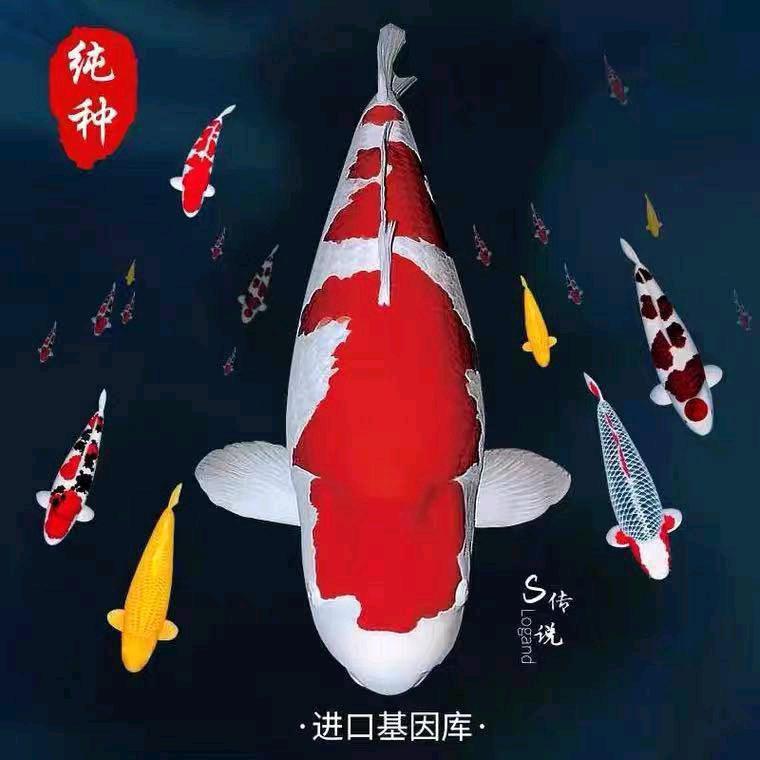 嘉嘉水产养殖基地