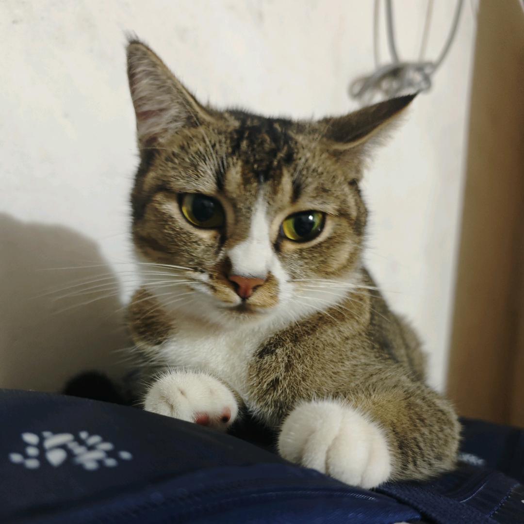 假發