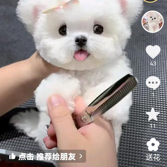 暴*龙*哥