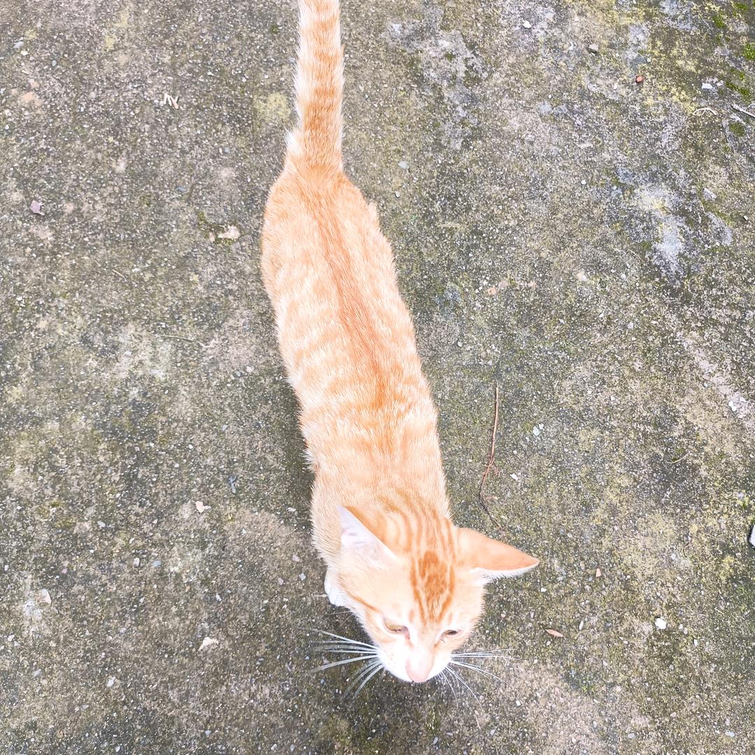 喵疯疯