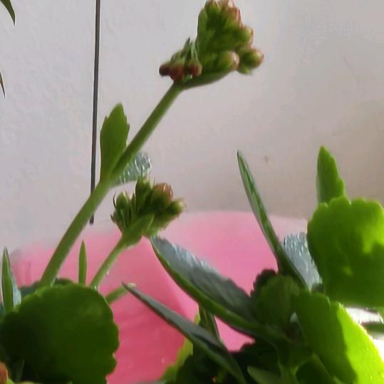 雨后彩虹