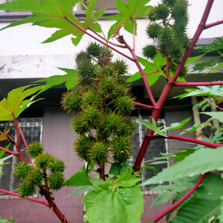 好运年年🍎🍓❤❤