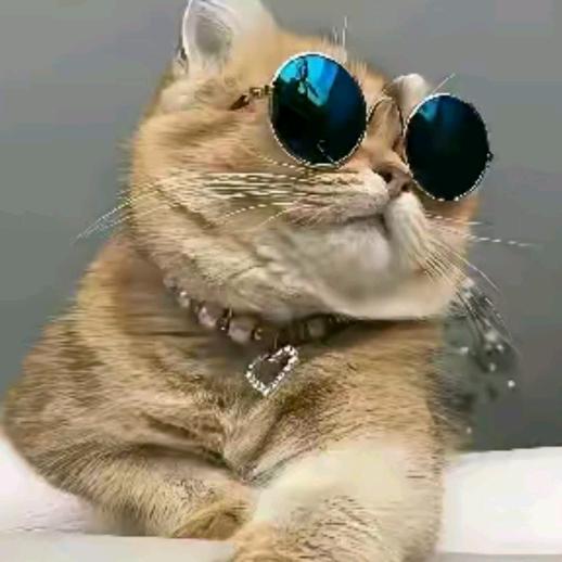 一只_橘猫