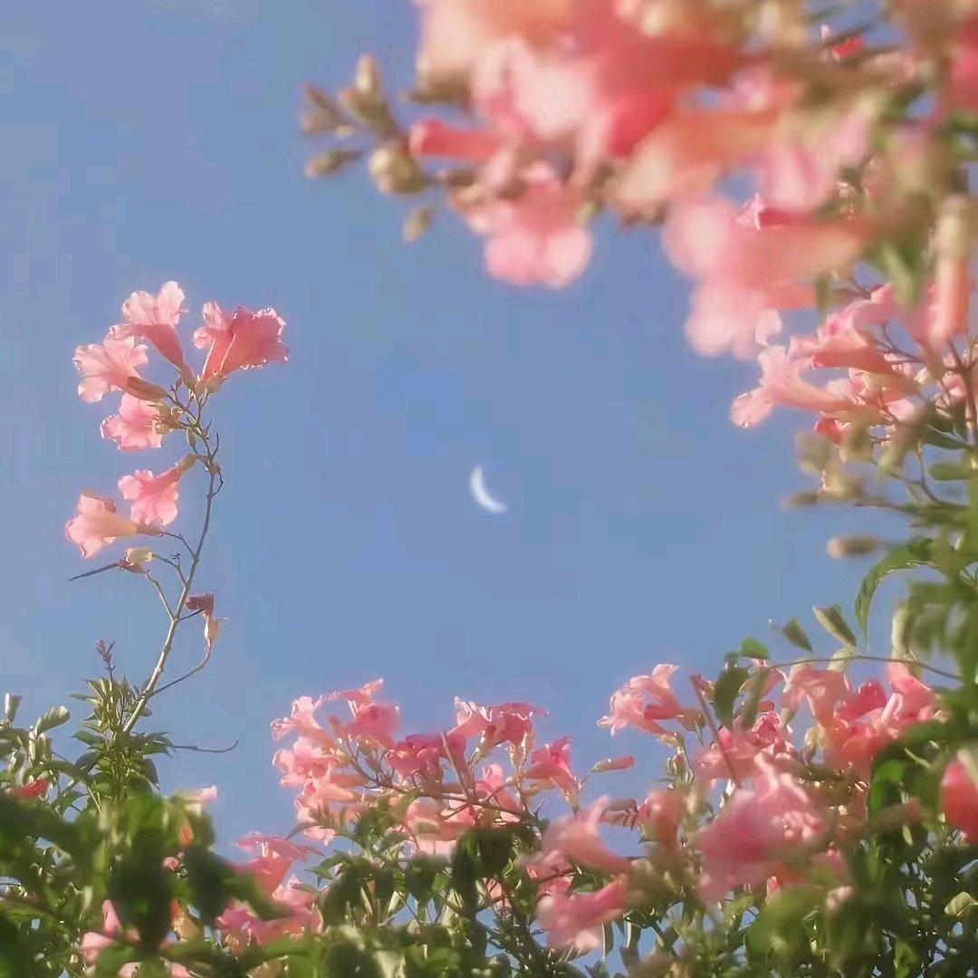 苗梦夏