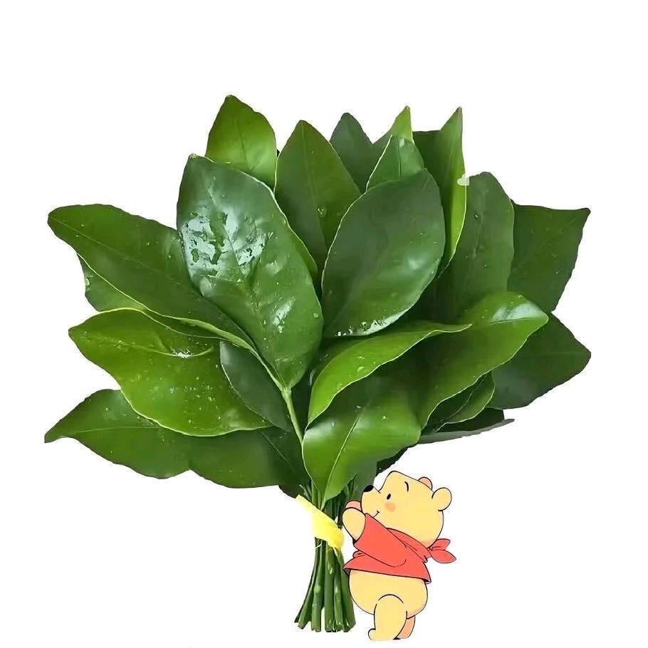 卡尼熊