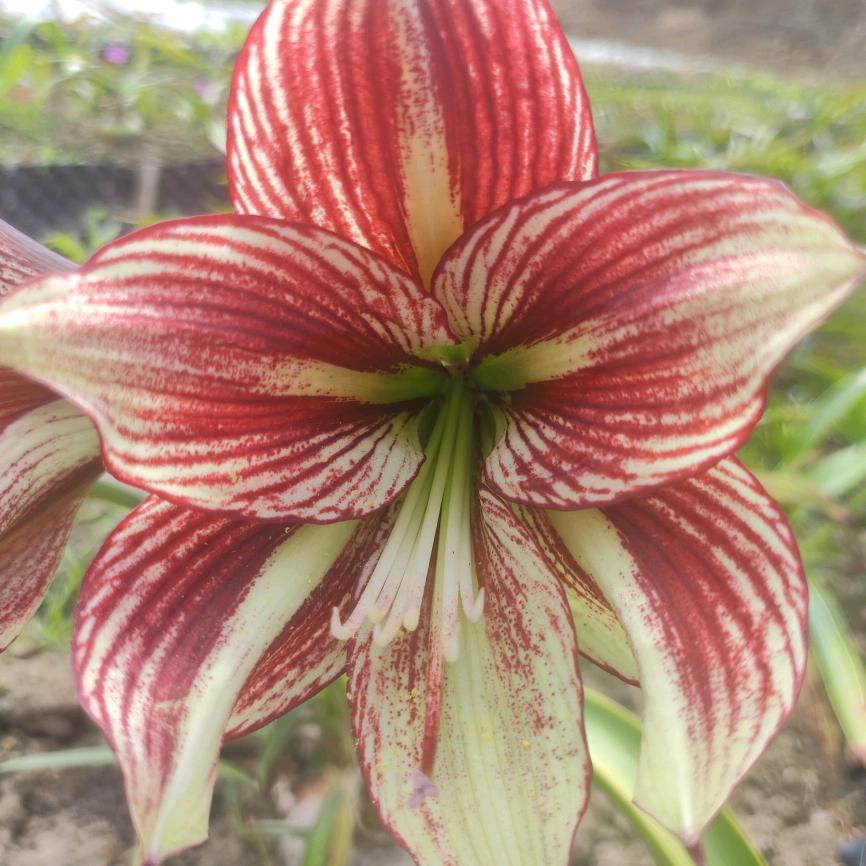 闲庭花开朱顶红