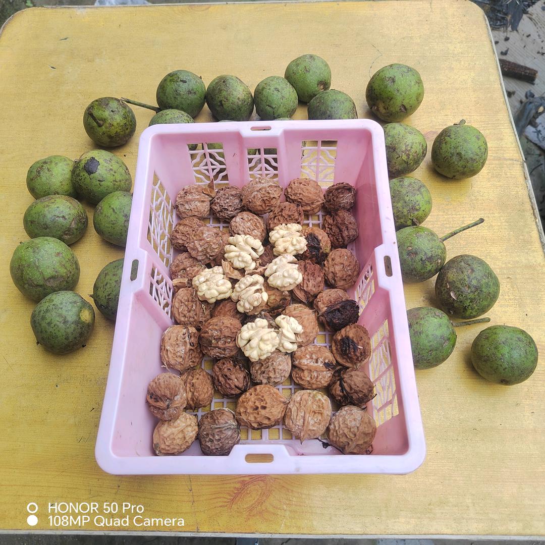 &野生%《菌种植》