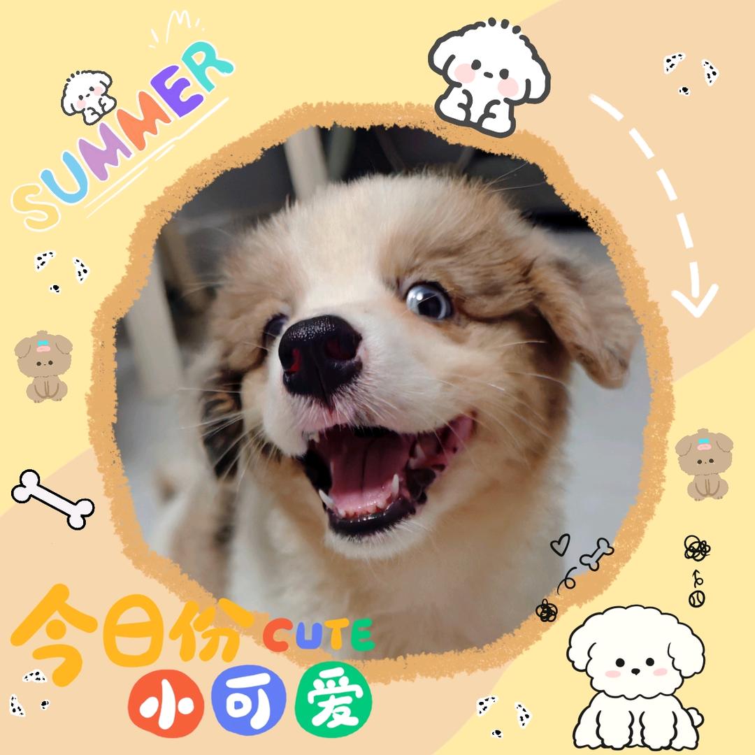 旺旺芯饼