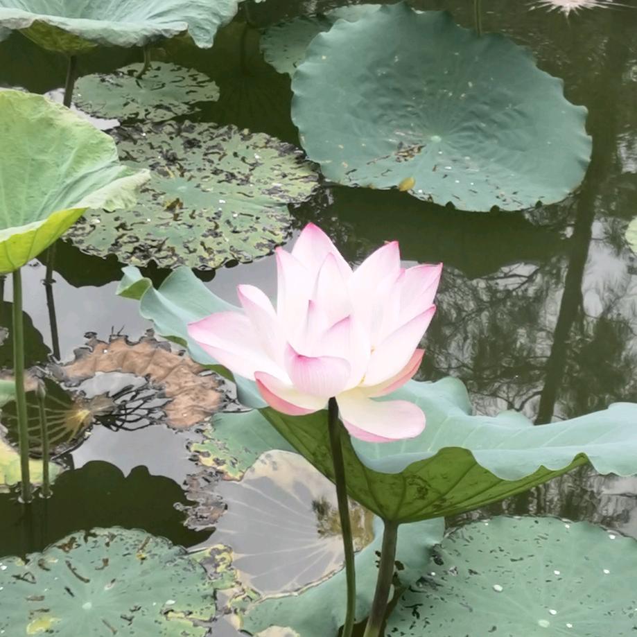 如是