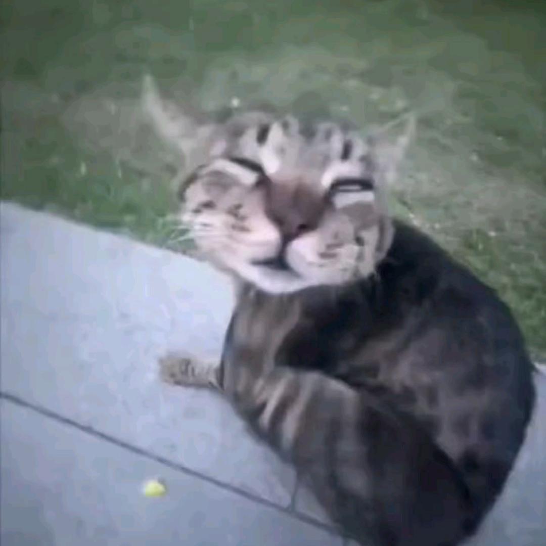 祁柒